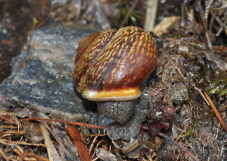 Gasteropode della Val Varaita - CN